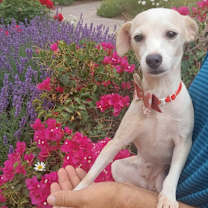 adopt-pet