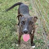 Thumbnail photo of Rex #3