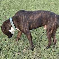 Thumbnail photo of Rex #4