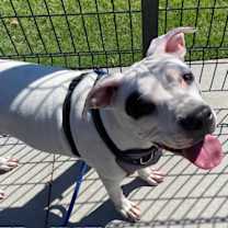adopt-pet
