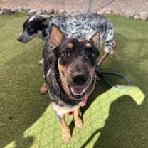 adopt-pet