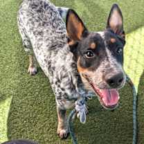 adopt-pet