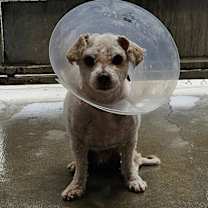 Thumbnail photo of *ZEKE #3