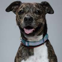 Thumbnail photo of Leonardo #3