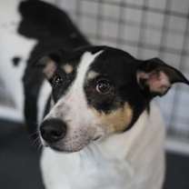 Thumbnail photo of Sullivan #1