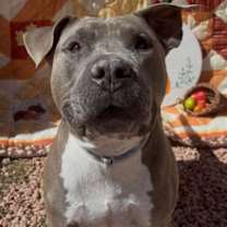 adopt-pet