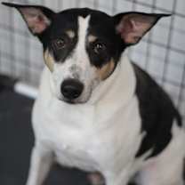 Thumbnail photo of Sullivan #3