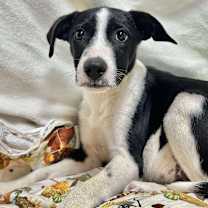 Thumbnail photo of Orion #2