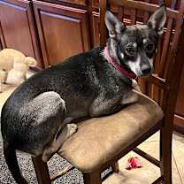 adopt-pet