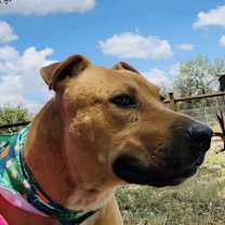 Thumbnail photo of Buddy #4