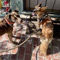 Thumbnail photo of Hazel #4