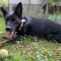 Thumbnail photo of BERT #4