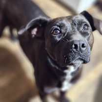 Thumbnail photo of Gingersnap #1