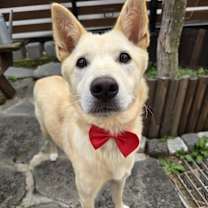 adopt-pet
