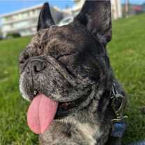 Thumbnail photo of Cookie Crisp - Adopt Me! #4