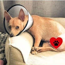 adopt-pet