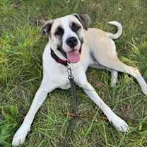 adopt-pet