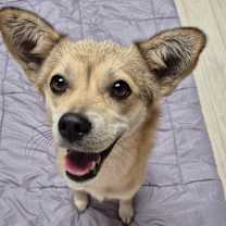 Thumbnail photo of SOLDAM #1