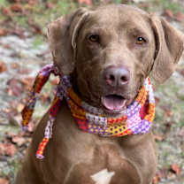 Thumbnail photo of Huckleberry (fka Keith 22-1965) #1