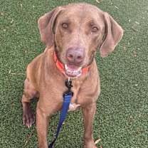 Thumbnail photo of Huckleberry (fka Keith 22-1965) #2