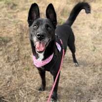 Thumbnail photo of Chica #2