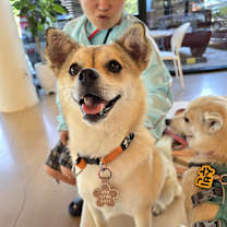 adopt-pet