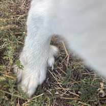 Thumbnail photo of Polly Pocket ATX #4