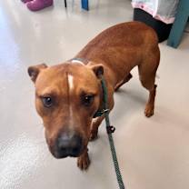 Thumbnail photo of Gopher #4