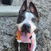 adopt-pet