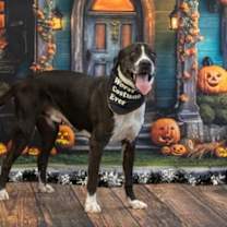 adopt-pet