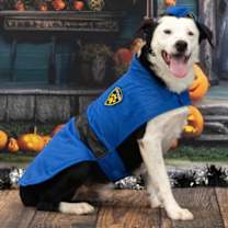 adopt-pet