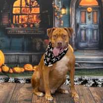 adopt-pet