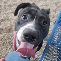 adopt-pet