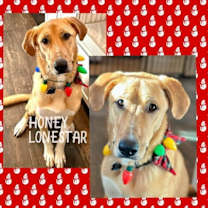 Thumbnail photo of Honey Lonestar #4