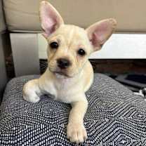 Thumbnail photo of Shortbread #1