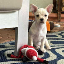 Thumbnail photo of Shortbread #2