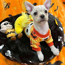 Thumbnail photo of Shortbread #3