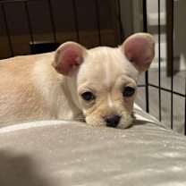 Thumbnail photo of Shortbread #4