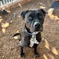 adopt-pet