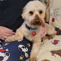 adopt-pet