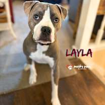 Thumbnail photo of Layla (Courtesy Post) #1