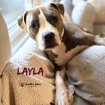 Thumbnail photo of Layla (Courtesy Post) #2