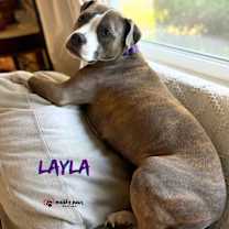 Thumbnail photo of Layla (Courtesy Post) #3