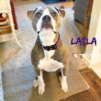 Thumbnail photo of Layla (Courtesy Post) #4