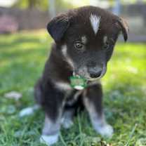 adopt-pet