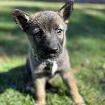 adopt-pet