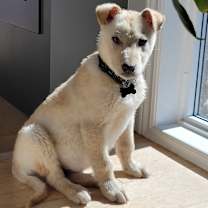 adopt-pet