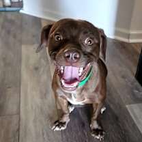 adopt-pet