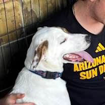 adopt-pet