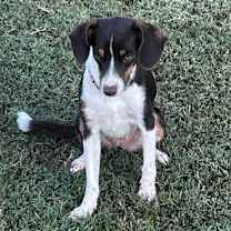 adopt-pet